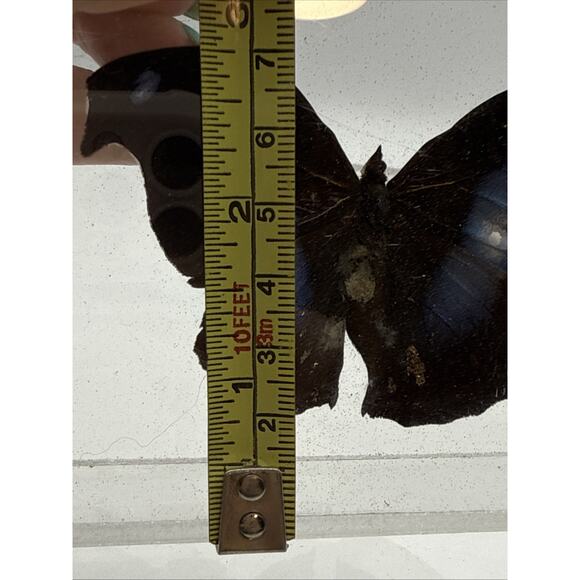 Vtg Great Blue Hookwing. Napeocles jucunda, Mounted butterfly Plexiglass Signed - Picture 7 of 16